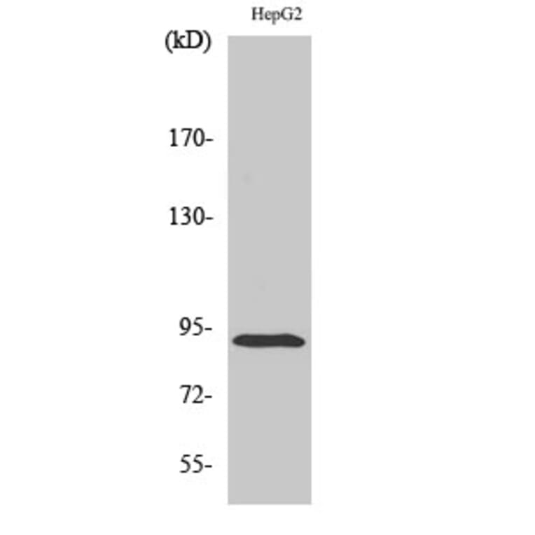 Western blot - ICAM-1 Polyclonal Antibody from Signalway Antibody (41050) - Antibodies.com