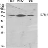 Western blot - ICAM-1 Polyclonal Antibody from Signalway Antibody (41050) - Antibodies.com