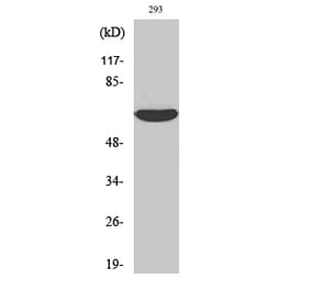 Western blot - IRAK-2 Polyclonal Antibody from Signalway Antibody (41073) - Antibodies.com