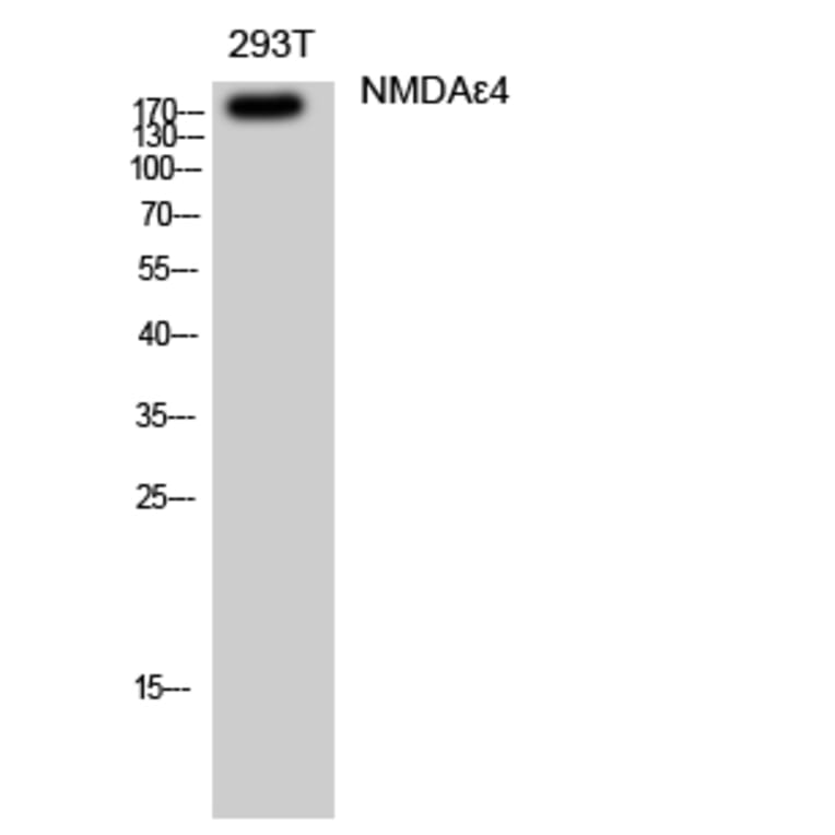 Western blot - NMDAε4 Polyclonal Antibody from Signalway Antibody (41246) - Antibodies.com