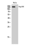 Western blot - Nup160 Polyclonal Antibody from Signalway Antibody (41259) - Antibodies.com
