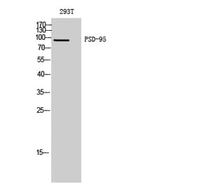Western blot - PSD-95 Polyclonal Antibody from Signalway Antibody (41365) - Antibodies.com