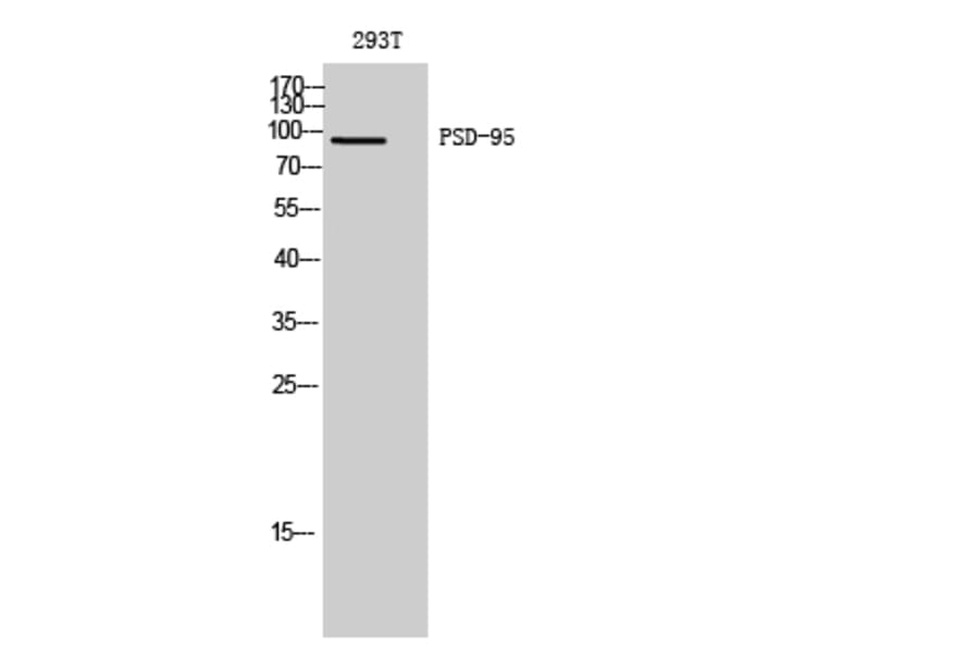 Western blot - PSD-95 Polyclonal Antibody from Signalway Antibody (41365) - Antibodies.com