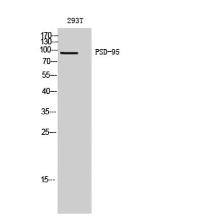 Western blot - PSD-95 Polyclonal Antibody from Signalway Antibody (41365) - Antibodies.com