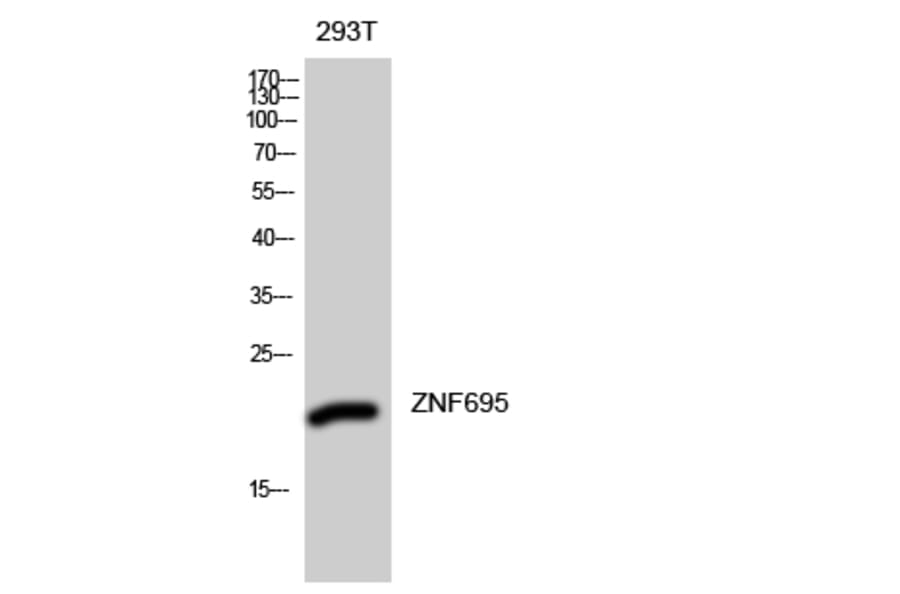 Western blot - ZNF695 Polyclonal Antibody from Signalway Antibody (41544) - Antibodies.com