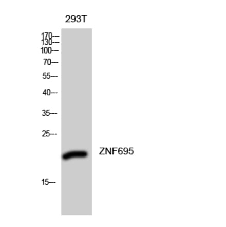 Western blot - ZNF695 Polyclonal Antibody from Signalway Antibody (41544) - Antibodies.com