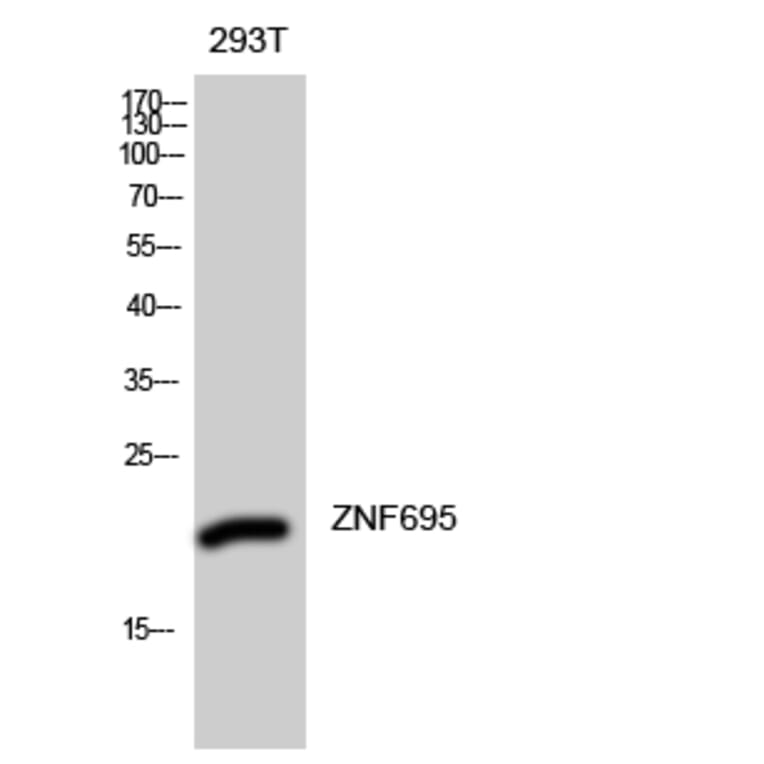 Western blot - ZNF695 Polyclonal Antibody from Signalway Antibody (41544) - Antibodies.com