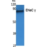 Western blot - ENaC γ Polyclonal Antibody from Signalway Antibody (41547) - Antibodies.com
