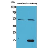 Western blot - Sg III Polyclonal Antibody from Signalway Antibody (41557) - Antibodies.com