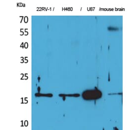 Western blot - Apelin Polyclonal Antibody from Signalway Antibody (41574) - Antibodies.com