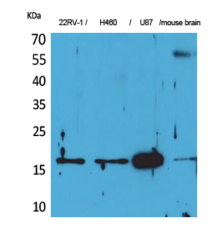 Western blot - Apelin Polyclonal Antibody from Signalway Antibody (41574) - Antibodies.com