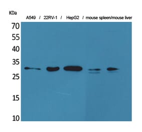 Western blot - TALL-1 Polyclonal Antibody from Signalway Antibody (41577) - Antibodies.com
