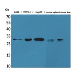 Western blot - TALL-1 Polyclonal Antibody from Signalway Antibody (41577) - Antibodies.com