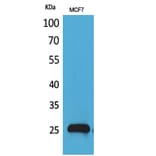 Western blot - CBP 35 Polyclonal Antibody from Signalway Antibody (41579) - Antibodies.com