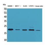 Western blot - FGF-20 Polyclonal Antibody from Signalway Antibody (41587) - Antibodies.com