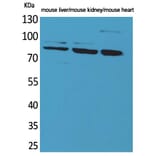 Western blot - CUL-4B Polyclonal Antibody from Signalway Antibody (41597) - Antibodies.com
