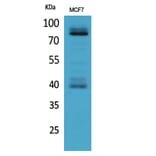 Western blot - IL-1RI Polyclonal Antibody from Signalway Antibody (41670) - Antibodies.com