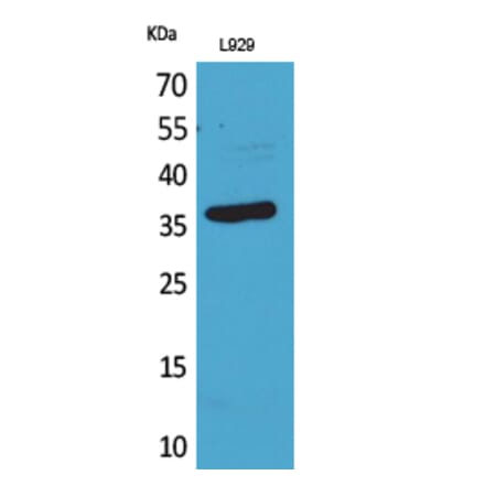 Western blot - CD300g Polyclonal Antibody from Signalway Antibody (41679) - Antibodies.com