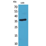 Western blot - CD300g Polyclonal Antibody from Signalway Antibody (41679) - Antibodies.com