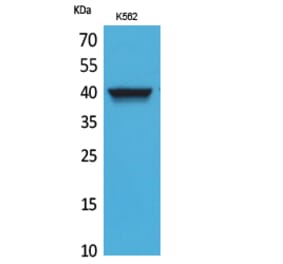 Western blot - CXCR-3 Polyclonal Antibody from Signalway Antibody (41683) - Antibodies.com