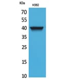Western blot - CXCR-3 Polyclonal Antibody from Signalway Antibody (41683) - Antibodies.com