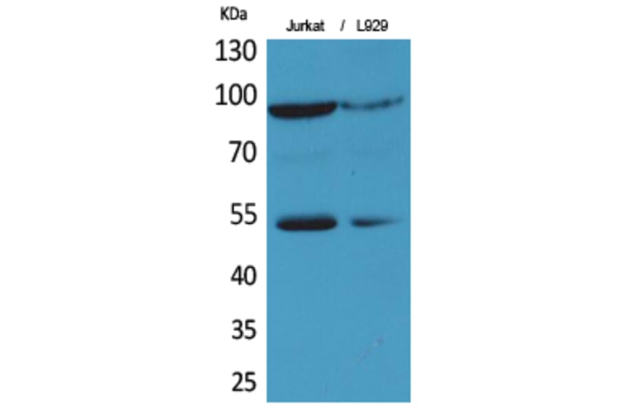 Western blot - EPAS-1 Polyclonal Antibody from Signalway Antibody (41719) - Antibodies.com