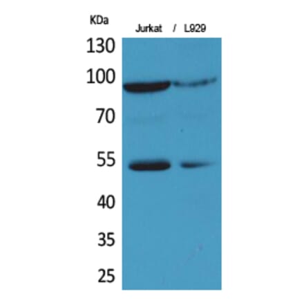 Western blot - EPAS-1 Polyclonal Antibody from Signalway Antibody (41719) - Antibodies.com
