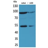 Western blot - EPAS-1 Polyclonal Antibody from Signalway Antibody (41719) - Antibodies.com