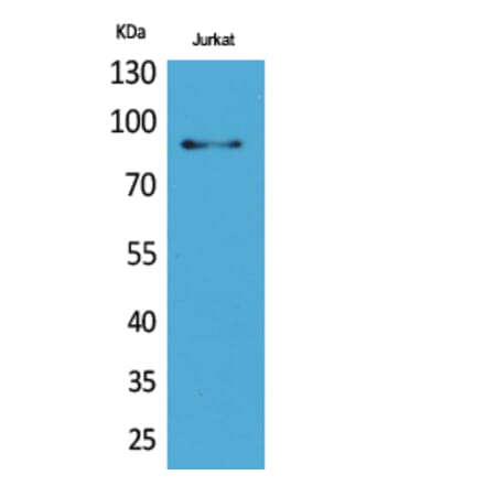 Western blot - HSP 90 Polyclonal Antibody from Signalway Antibody (41721) - Antibodies.com