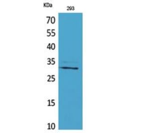 Western blot - CGREF1 Polyclonal Antibody from Signalway Antibody (41763) - Antibodies.com