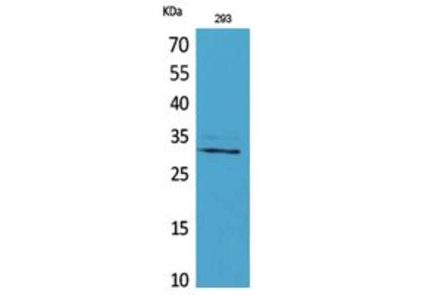Western blot - CGREF1 Polyclonal Antibody from Signalway Antibody (41763) - Antibodies.com