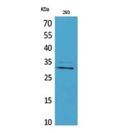 Western blot - CGREF1 Polyclonal Antibody from Signalway Antibody (41763) - Antibodies.com