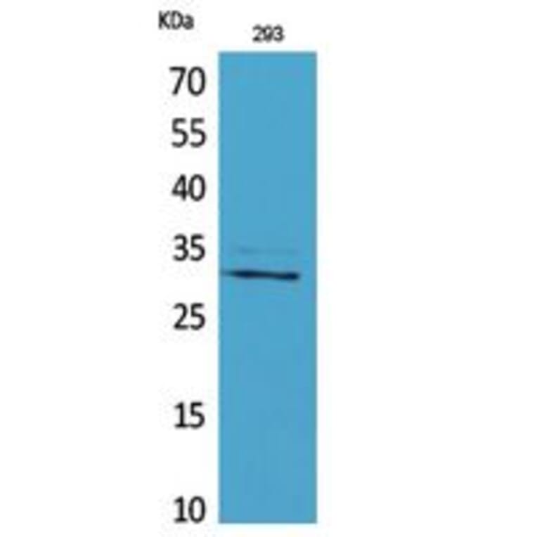 Western blot - CGREF1 Polyclonal Antibody from Signalway Antibody (41763) - Antibodies.com