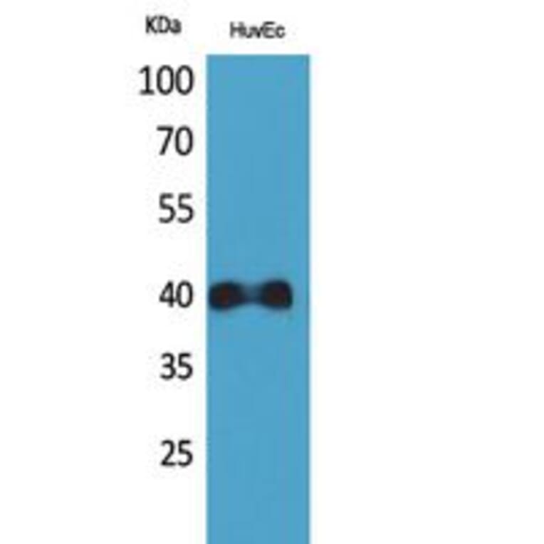 Western blot - IL-8Rβ Polyclonal Antibody from Signalway Antibody (41782) - Antibodies.com