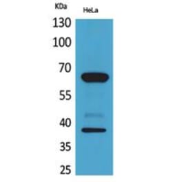Western blot - DNAM-1 Polyclonal Antibody from Signalway Antibody (41787) - Antibodies.com
