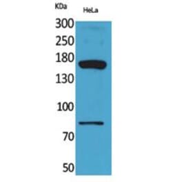 Western blot - CD163b Polyclonal Antibody from Signalway Antibody (41791) - Antibodies.com