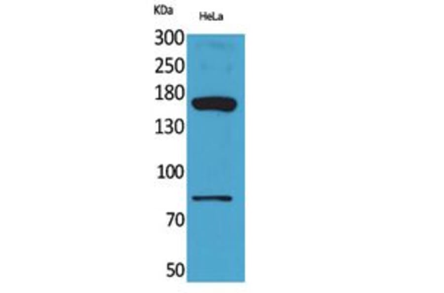 Western blot - CD163b Polyclonal Antibody from Signalway Antibody (41791) - Antibodies.com