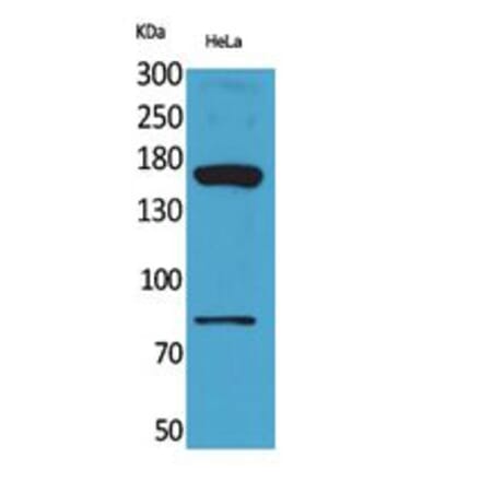 Western blot - CD163b Polyclonal Antibody from Signalway Antibody (41791) - Antibodies.com