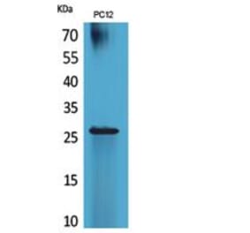 Western blot - POLR3G Polyclonal Antibody from Signalway Antibody (41860) - Antibodies.com
