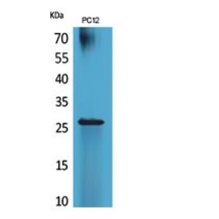 Western blot - POLR3G Polyclonal Antibody from Signalway Antibody (41860) - Antibodies.com