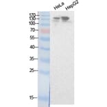 Western blot - NCoA-3 Polyclonal Antibody from Signalway Antibody (41877) - Antibodies.com