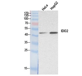 Western blot - INDOL1 Polyclonal Antibody from Signalway Antibody (41885) - Antibodies.com