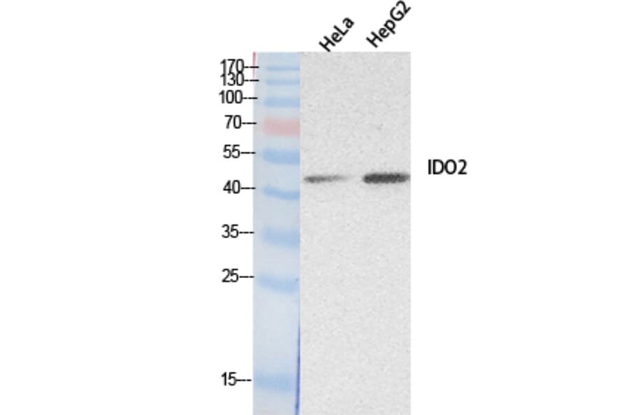 Western blot - INDOL1 Polyclonal Antibody from Signalway Antibody (41885) - Antibodies.com