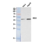 Western blot - INDOL1 Polyclonal Antibody from Signalway Antibody (41885) - Antibodies.com