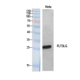 Western blot - Flt3-L Polyclonal Antibody from Signalway Antibody (41886) - Antibodies.com