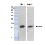 Western blot - IGFBP3 Polyclonal Antibody from Signalway Antibody (41888) - Antibodies.com