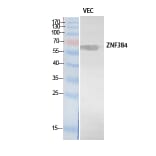 Western blot - ZNF384 Polyclonal Antibody from Signalway Antibody (41899) - Antibodies.com