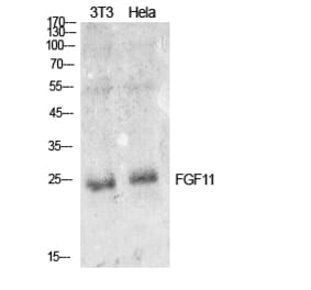 Western blot - FGF-11 Polyclonal Antibody from Signalway Antibody (41913) - Antibodies.com