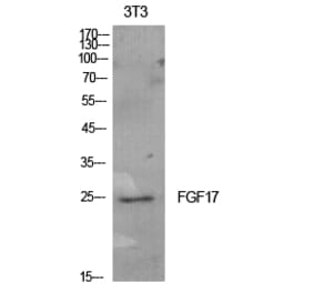 Western blot - FGF-17 Polyclonal Antibody from Signalway Antibody (41920) - Antibodies.com