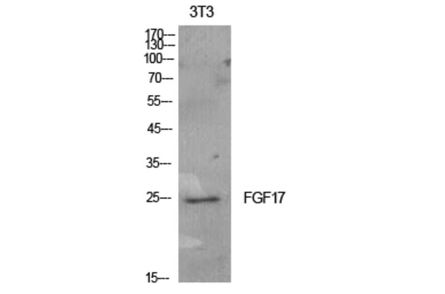 Western blot - FGF-17 Polyclonal Antibody from Signalway Antibody (41920) - Antibodies.com